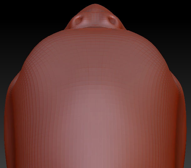 Realistic Budgie Head Base
